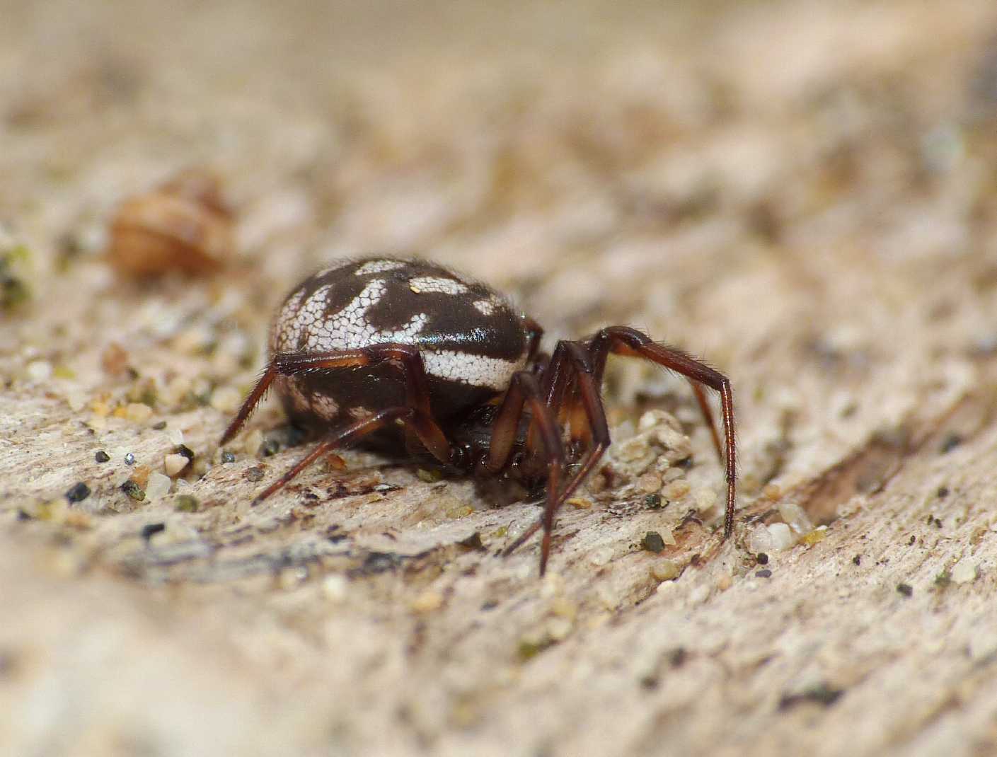 Steatoda albomaculata